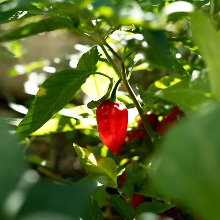 A Natural Retreat מיחאס